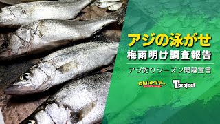 【アジ】そろそろ魚が食べたいので調査をしに行きました！【泳がせ釣り】