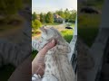 Kitten Cries And Mama Comes Running Home Shorts