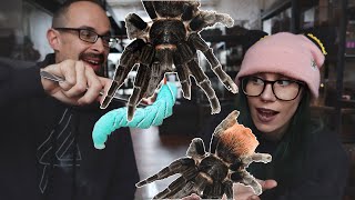 The Dark Den THREW This Tarantula 6 Years Ago! Flying T vagans REDEMPTION!!