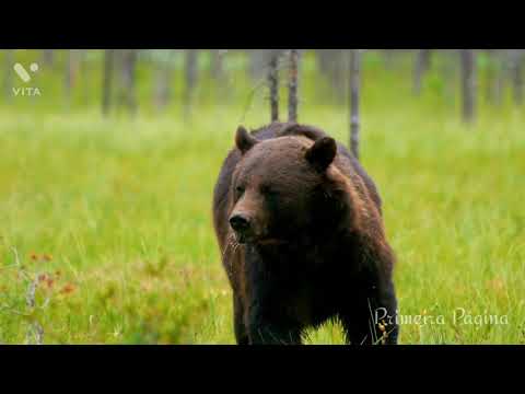 Hino 464 - Qui riuniti ci troviamo CCB em Italiano-  Reunidos nós estamos. #odetemartins #louvor