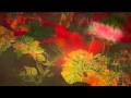 Robin Guthrie - Slightly Out Of Focus [Non Official Video]