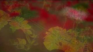 Robin Guthrie - Slightly Out Of Focus [Non Official Video]