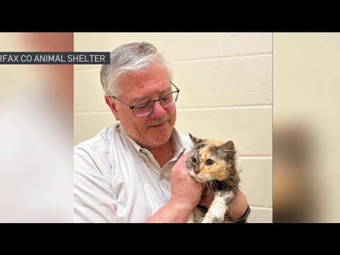 Missing cat reunited with family after 15 years | NBC4 Washington - YouTube