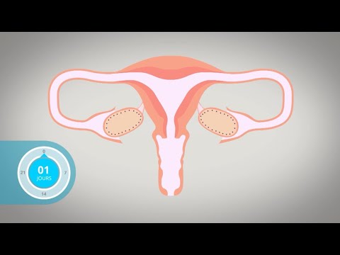 l'ovogenèse chez la femme