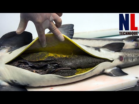 How $35000 USD Sturgeon Caviar Is Made - Amazing Modern Caviar Farming And Processing Technology
