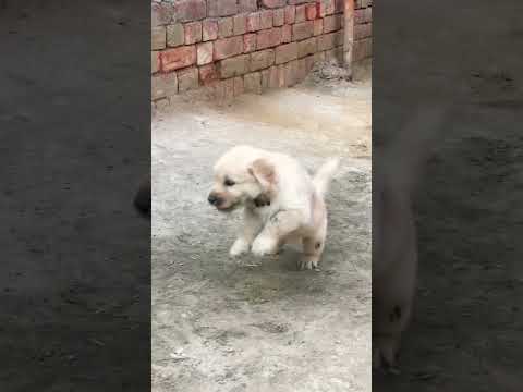 Golden retriver 🦮🐕‍🦺