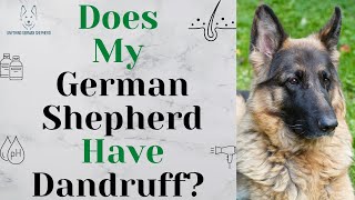Does My German Shepherd Have Dandruff? (Skin Issues in GSDs)