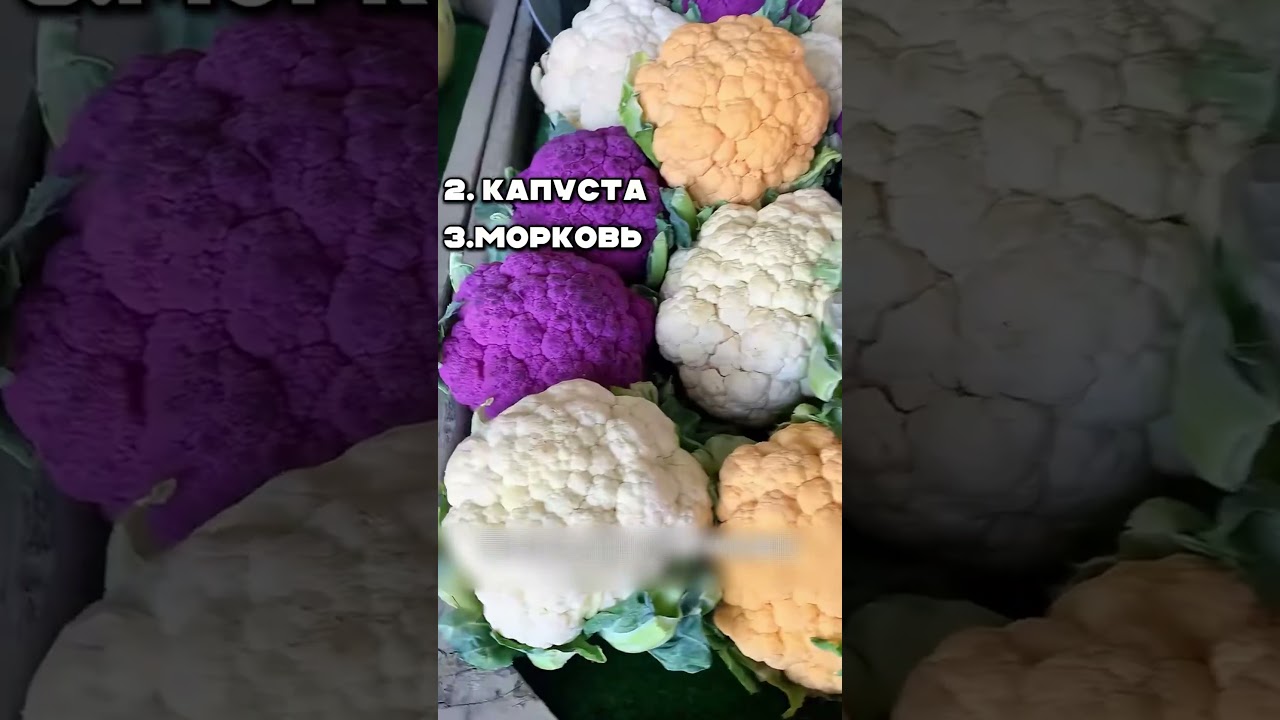 Фиолетовая морковь, радужная кукуруза и капуста по закону золотого сечения.