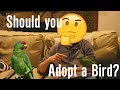 Should I Own a Parrot?  Is Adopting a Bird the Right Decision for You? Best Decision I've Made!!