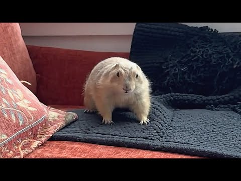 Les chiens de prairie sont considérés comme des nuisibles. J'en ai ramené un à la maison.