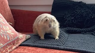Miniature vidéo