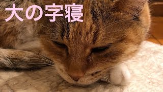 【横取り】ベッドを占領する猫 寝られない、、癒し＆セラピー　大の字寝　まろん 野良出身