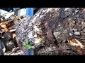 Percikan Api Muncul Mesin Pemotong Kayu Yang Sangat Kuat Gergaji Kayu Keras Seperti Batu Woodworking