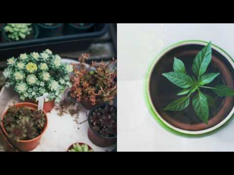 A collection of flowers 💐 and trees 🌳  by Kapot Subhra ( me ) plz watch