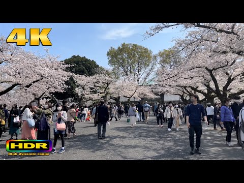 【4K HDR】Tokyo Cherry Blossoms 2021 | Chidorigafuchi Sakura Japan - 東京散歩