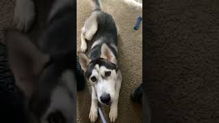 Alaskan Husky Puppies Videos