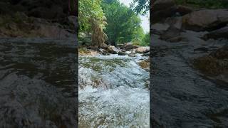 Download lagu Suara air mengalir dan kicauan burung di hutan. mp3 Download lagu Suara air mengalir dan kicauan burung di hutan. mp3
