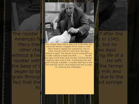 Mike the rooster lived for a year and a half after an American farmer cut off his head in 1945