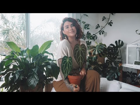 indoor plant care tips *I wish I knew sooner* 🌿 house plant hacks