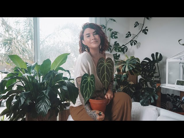 Video de pronunciación de plant en Inglés