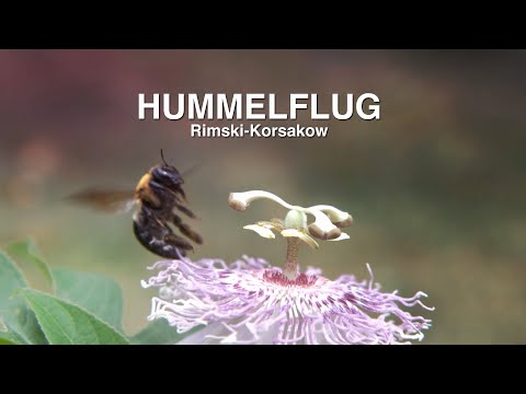 HUMMELFLUG Rimski-Korsakow🎻NATURE & CLASSICS🎻Best of Klassik die man hören muss
