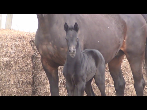 4 Tage altes Stutfohlen von Hickstead White - Ramirado  SOLD!!!!