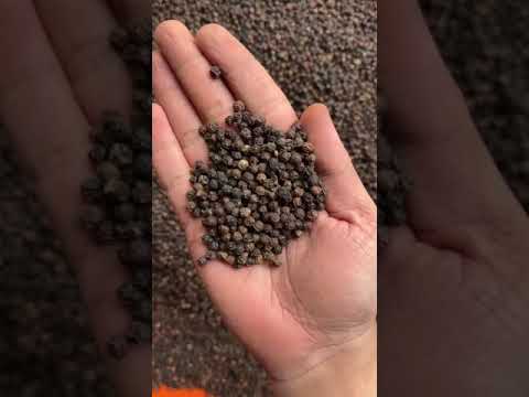 Black pepper organic