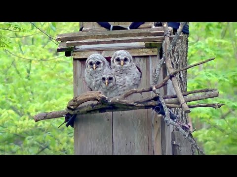 Three Owlets Peek Out Of The Nest Box In Indiana | Wild Birds Unlimited Barred Owl Cam – May 1, 2024