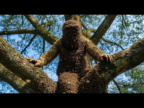 He Climbs a Giant Tree Covered in Wild Bees – The Most Dangerous Honey Hunt!
