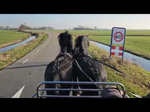 Stal Okkema's pair of stallions - left: Tamme & right: Jeldert