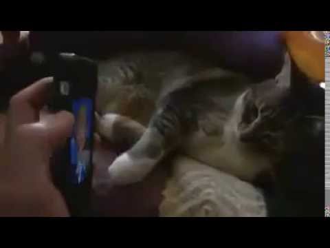 the cats already hated the fucking Donald trump