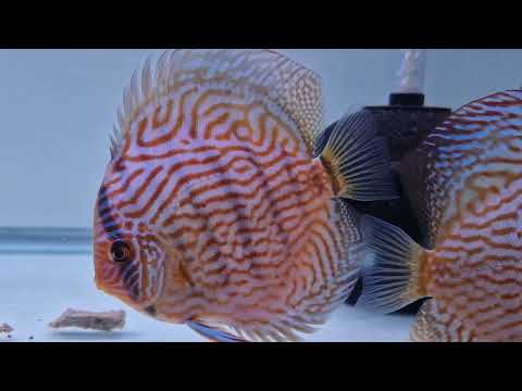 12 months old Piwowarski discus. (Cobalt X RT)