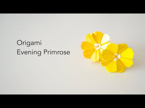Origami Evening primrose