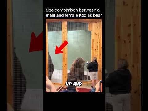 Male Kodiak Bear’s Size Will Shock You