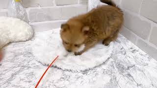ハーフ犬の動画01