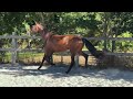 Cavalla KWPN Cavallo da Sport Neerlandese In vendita 2020 Baio scuro ,  FOR ROMANCE II