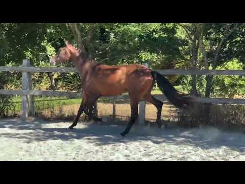 Merrie KWPN Nederlands sportpaard Te koop 2020 Bruin / Bai ,  FOR ROMANCE II