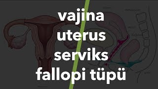 Vajina, uterus, serviks, fallopi tüpü #3