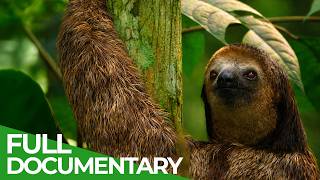 South America: A Continent Untamed | Free Documentary Nature