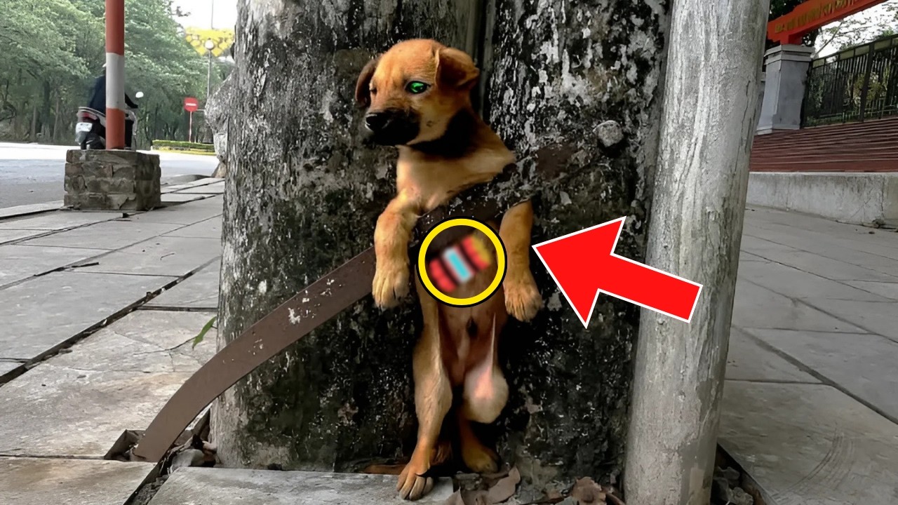 Abandoned Puppy Seems To Be Stuck. Man Calls 911 When He Realizes The Truth