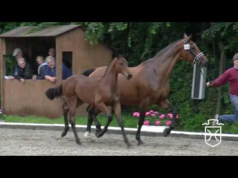 HEI144CH Stutfohlen von Franziskus - Aljano - Caletto II
