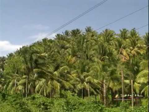 The Roots - Yellowman - Lynn Taitt - Don Carlos - Lee Scratch Perry