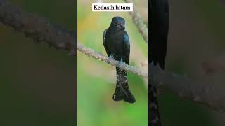 Download lagu kedasih hitam di alam bebas #burungmerdu #burung #burungkicaudialamliar #birds #kedasih mp3 Download lagu kedasih hitam di alam bebas #burungmerdu #burung #burungkicaudialamliar #birds #kedasih mp3