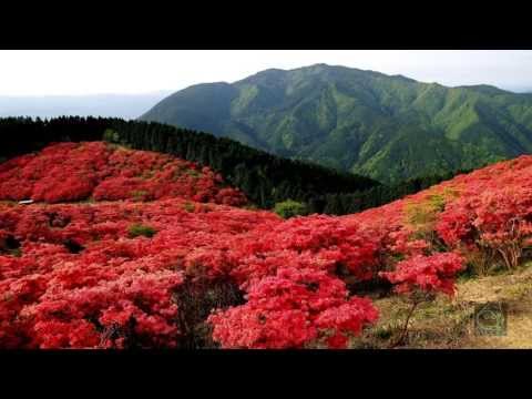 Los Bosques Más Raros Del Mundo