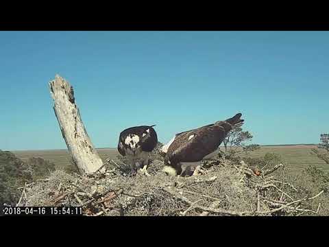Male Osprey Soars Onto Nest With Lunchtime Fish – April 16, 2018