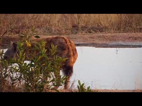 Djuma: Lone Hyena getting quick drink - 06:49 - 07/31/20