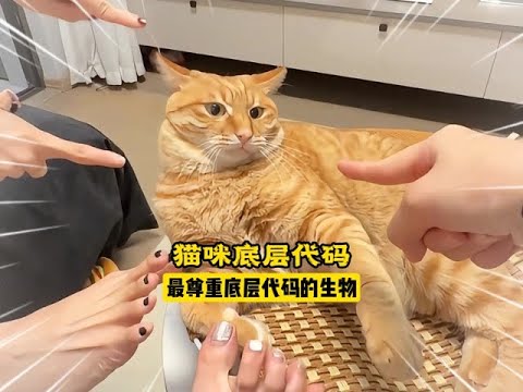 貓咪身體構造的「屎山代碼」：那些讓人嘆為觀止的演化BUG #貓咪 #冷知識 #生物演化 #萌寵日常
