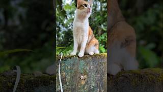 😻🥰😻🥰😻🐾️🐾️😹😹 #shortsfeed #catsofyoutube #shorts #catvideos #catlovers