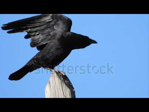Carrion crow corvus corone spain 1 - Video stock