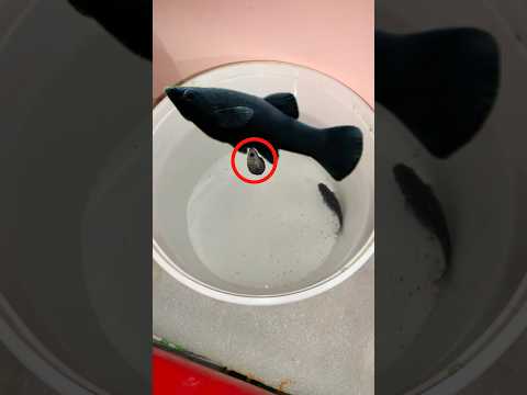 Molly fish babies should come out for release #mollyfish #pet #vlog #petvlogger #pets #viralvideo